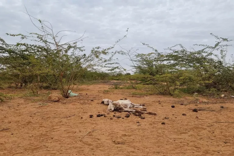 Drought and Displacement: How Climate Change is Shaping Somalia’s Humanitarian Crisis