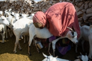 Somalia: Humanitarian crisis projected to worsen with 4 million people at risk of hunger, Federal Government and UN warn